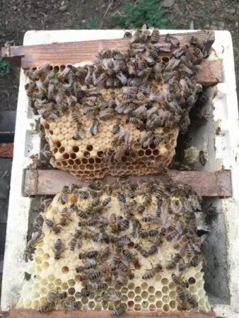 4. Снимка на Продавам оплодени пчелни майки по 20 лв.