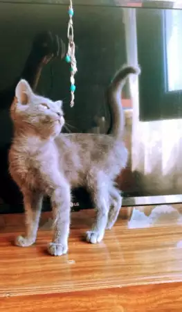 3. Снимка на Котарачета на 3 мес майка - Британска синя котка