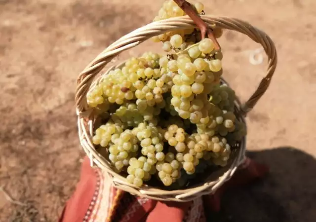 7. Снимка на Продавам грозде Совиньон Блан Траминер Мускат Отонел 2023