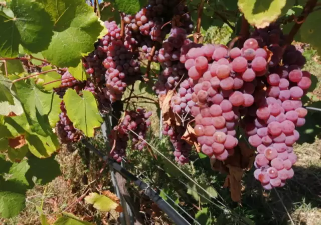 9. Снимка на Продавам грозде Совиньон Блан Траминер Мускат Отонел 2023