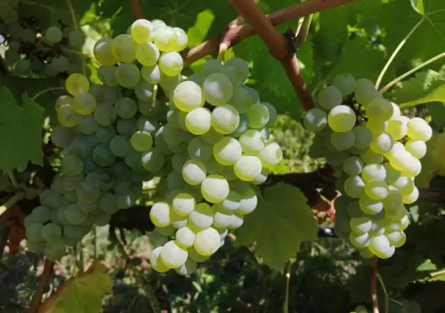 3. Снимка на Продавам грозде Совиньон Блан Траминер Мускат Отонел 2023