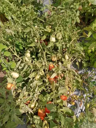 8. Снимка на Продавам биологични домати, пипер, цвекло, тикви, царевица