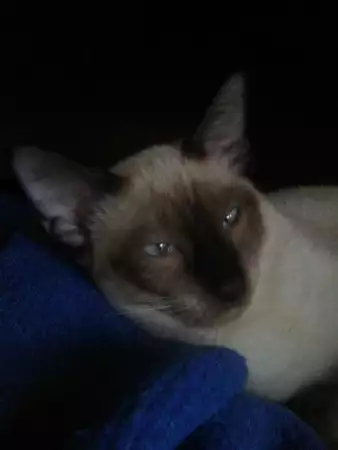 1. Снимка на Мъжко сиамско Коте, възможна безплатна доставка, допущам коме