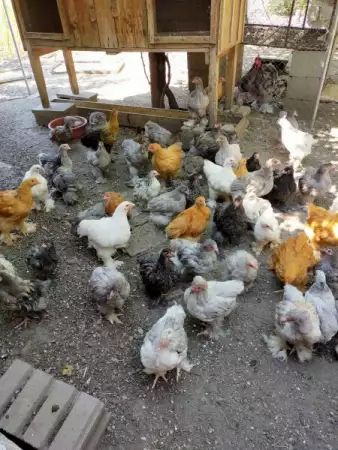 2. Снимка на Продавам пилета Голям Кохин