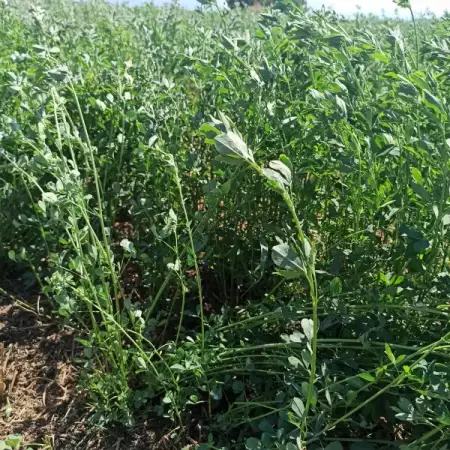 Предлагаме семена люцерна реколта 2022 български сорт