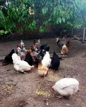 4. Снимка на Продавам кокошки и петли Голям Кохин и Струмски