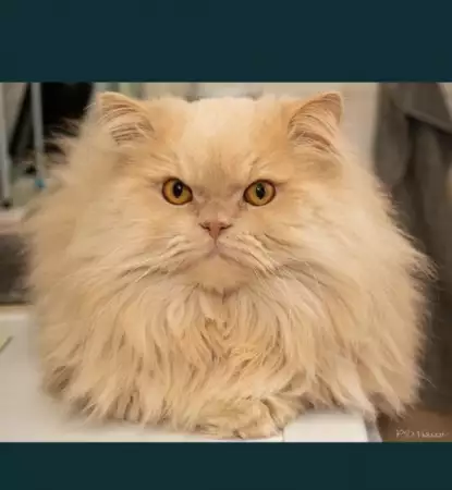 10. Снимка на Персийски котенца