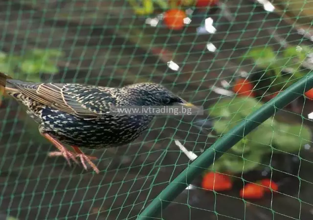 2. Снимка на Мрежа срещу птици
