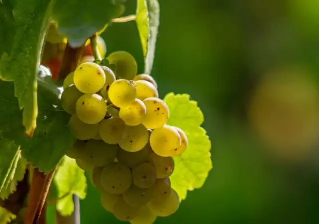 1. Снимка на Продавам грозде – винени сортове – Памид, Каберне совиньон