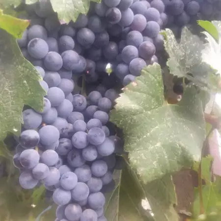 1. Снимка на Продавам винени сортове грозде