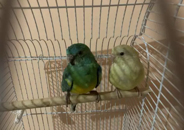 1. Снимка на Пойни папагали двойка