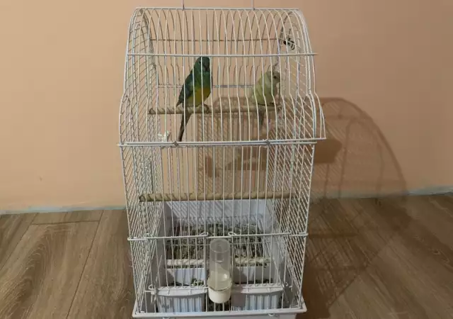 2. Снимка на Пойни папагали двойка