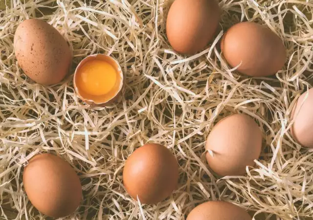1. Снимка на ХАЙПРО БЪЛГАРИЯ – производство на яйца и продажба на птици
