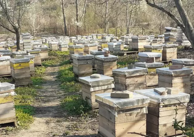 1. Снимка на Пчелни семейства 200лв. и отводки 100лв. многокорпусни