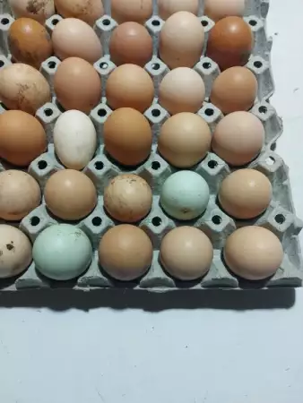 Яйца от свободно отглеждани кокошки