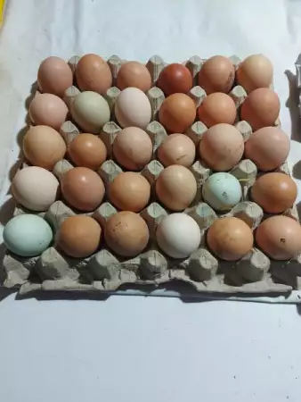 2. Снимка на Яйца от свободно отглеждани кокошки
