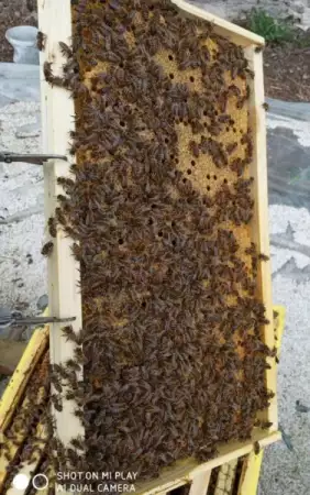 1. Снимка на Пчелни отводки