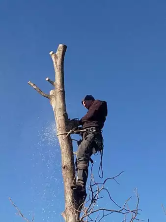 Рязане кастрене на дървета