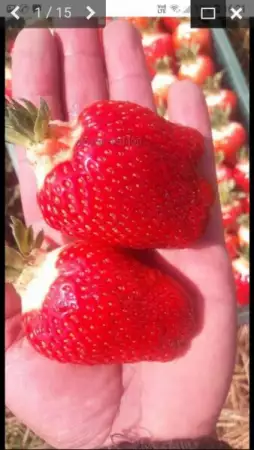 1. Снимка на продавам расад ягоди и малини