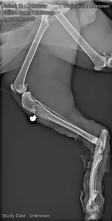 3. Снимка на Рентген за кучета и котки