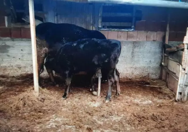 1. Снимка на Продавам крава с теле