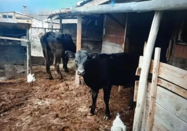 2. Снимка на Продавам крава с теле