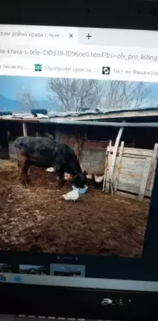 5. Снимка на Продавам крава с теле