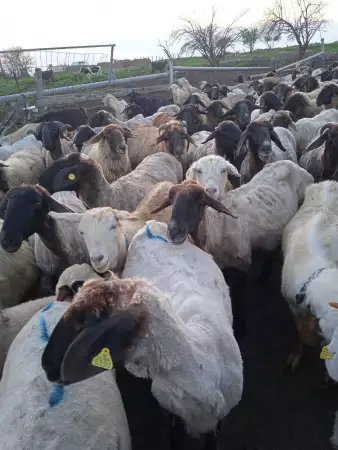 2. Снимка на Черноглави свободни овце