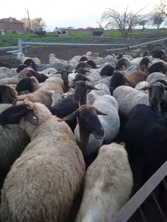 4. Снимка на Черноглави свободни овце