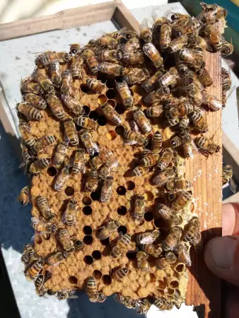 3. Снимка на Продавам млади плодни пчелни майки на 25 лв.