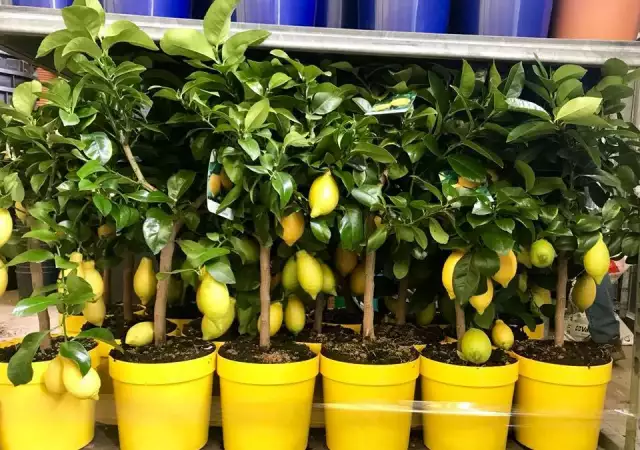 3. Снимка на Лимонови дръвчета цена 75 лв. Лимон цена лимон дърво