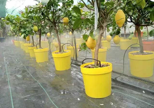 5. Снимка на Лимонови дръвчета цена 75 лв. Лимон цена лимон дърво