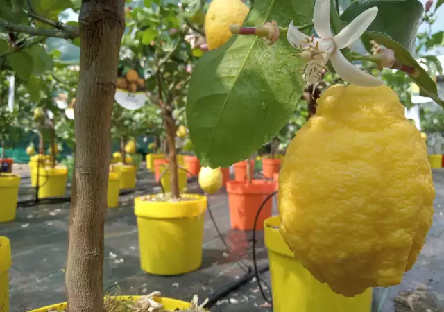 7. Снимка на Лимонови дръвчета цена 75 лв. Лимон цена лимон дърво
