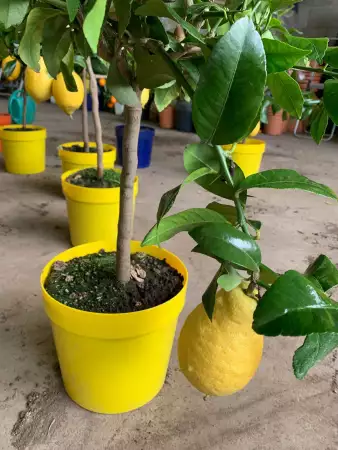 9. Снимка на Лимонови дръвчета цена 75 лв. Лимон цена лимон дърво