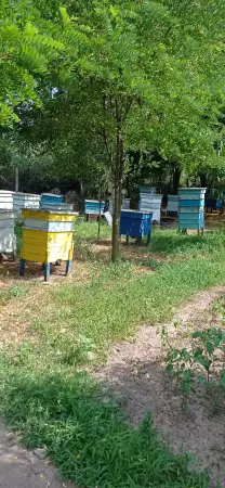 Пчелни Семейства