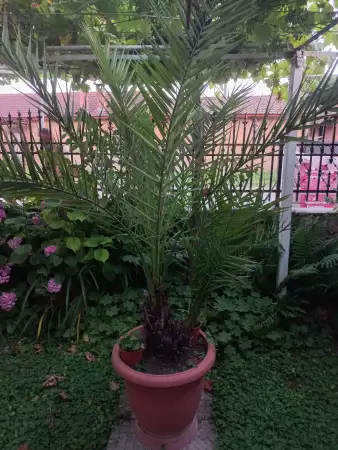 1. Снимка на Продавам палма