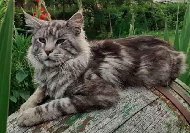 2. Снимка на Продовом котета Мейн Кун