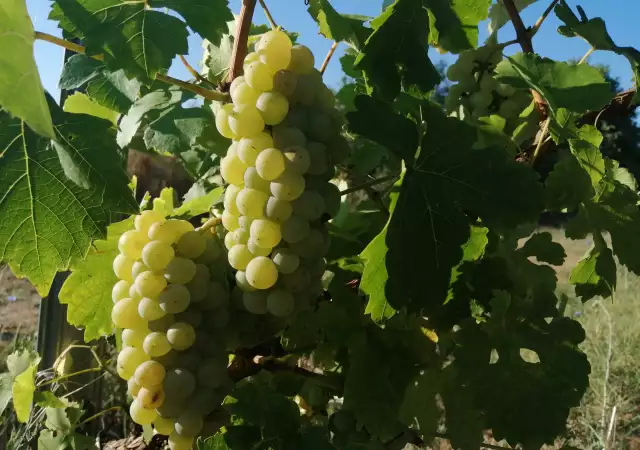 Продавам грозде Совиньон Блан Траминер Мускат Отонел 2023