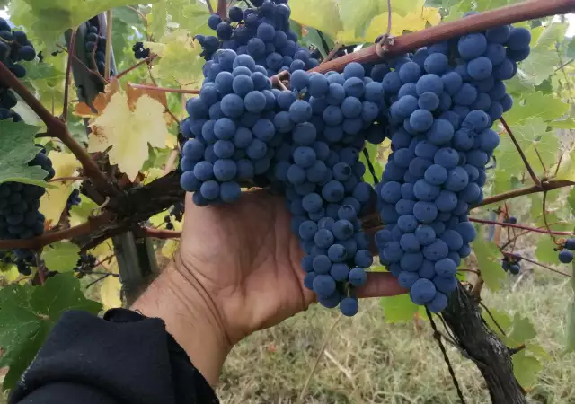 Продавам грозде Совиньон Блан Траминер Мускат Отонел 2023