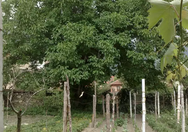 Орехова дървесина