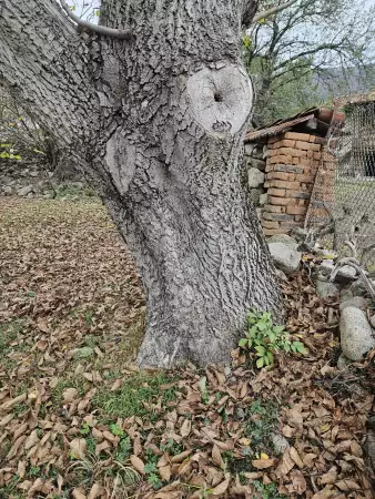 3. Снимка на Орехова дървесина