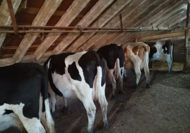 1. Снимка на Продавам крави млечни