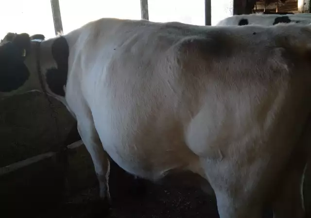 Продавам крави млечни