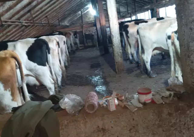 3. Снимка на Продавам крави млечни