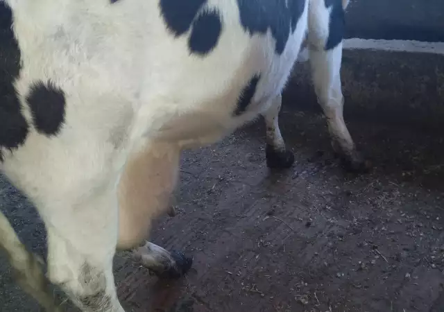 4. Снимка на Продавам крави млечни