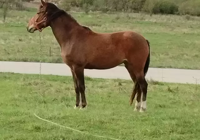 1. Снимка на Продавам кобила порода Източнобългарски кон