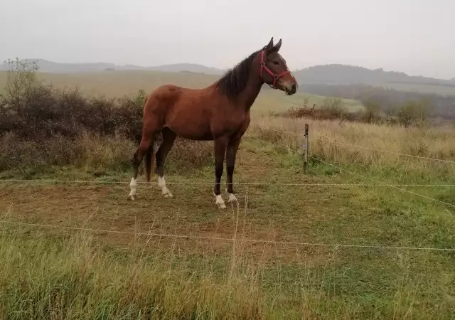 2. Снимка на Продавам кобила порода Източнобългарски кон