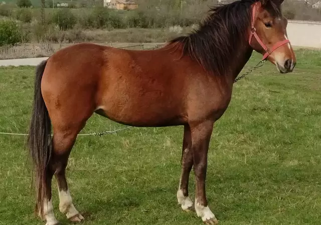 Продавам кобила порода Източнобългарски кон