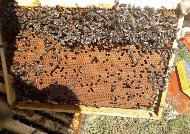 5. Снимка на Продажба на мед и пчелни продукти, здравословни храни