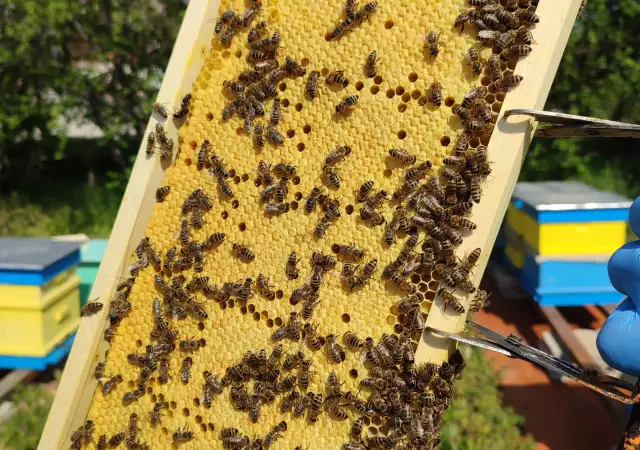 1. Снимка на Пчелни отводки